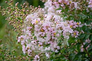 Crepe Myrtle Lagerstroemia indica Souvenir d`Hubert Puard, pink flowering shrub photo